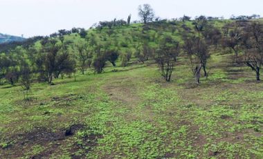 TERRENO 16.400 MT2, RUTA G60 142, MELIPILLA, RM