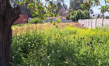 Agrícola en Arriendo en Av. Chicureo esquina El Alba 2