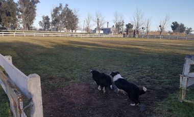 Campo - Lucio V Lopez