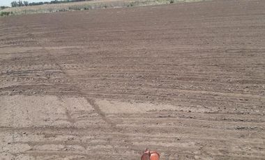 VENTA Campo 5 ha - Rojas-  Villa Manuel Pomar- Ideal cultivo de cereales-