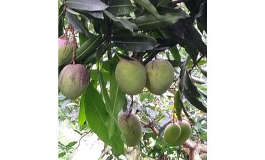 Vendo Finca via Marsella - Chinchina