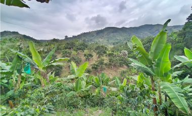 Vendo Finca via Marsella - Chinchina