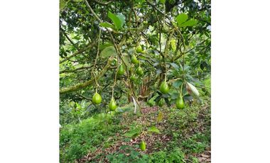 Vendo Finca via Marsella - Chinchina