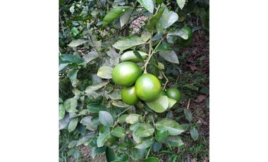 Vendo Finca via Marsella - Chinchina