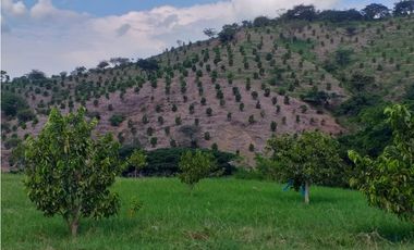 Vendo Finca en Toro - Valle