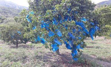 Vendo Finca en Toro - Valle