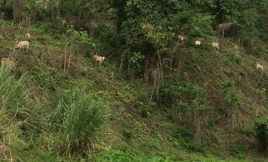 Land for sale in Tha Sut, Chiang Rai
