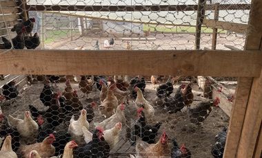 Parcela en Venta en San Rafael, camino bajo la Peña