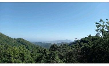 Bosque Virgen Para Reserva Forestal En Minca Santa Marta Colombia