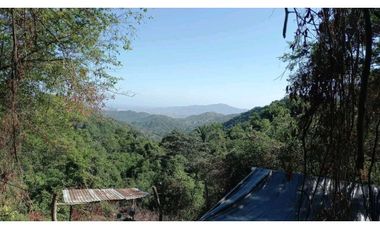 Bosque Virgen Para Reserva Forestal En Minca Santa Marta Colombia