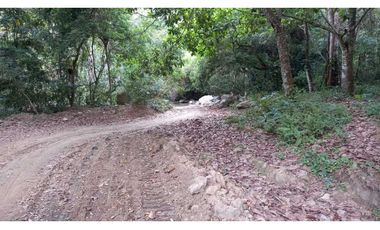 Bosque Virgen Para Reserva Forestal En Minca Santa Marta Colombia