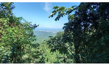 Bosque Virgen Para Reserva Forestal En Minca Santa Marta Colombia