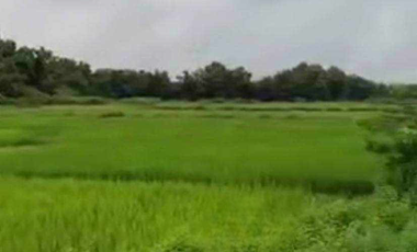 Land for sale in Ban Mae, Chiang Mai