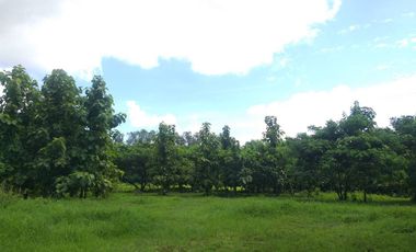Land for sale in Ban Sahakon, Chiang Mai