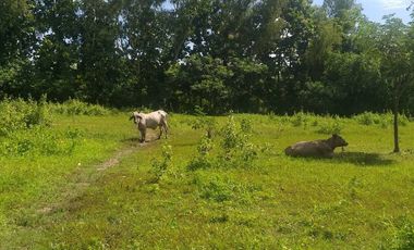 Land for sale in Ban Sahakon, Chiang Mai