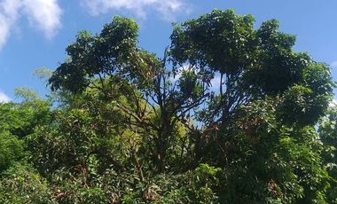 Land for sale in Ban Sahakon, Chiang Mai