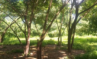 Land for sale in Ban Sahakon, Chiang Mai