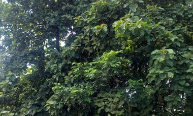 Land for sale in Ban Sahakon, Chiang Mai