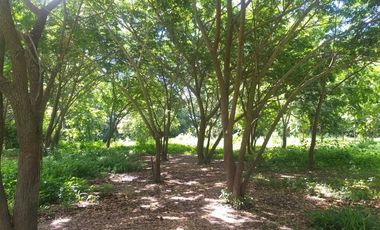 Land for sale in Ban Sahakon, Chiang Mai