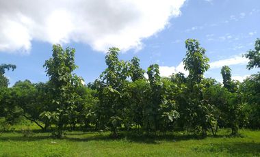 Land for sale in Ban Sahakon, Chiang Mai