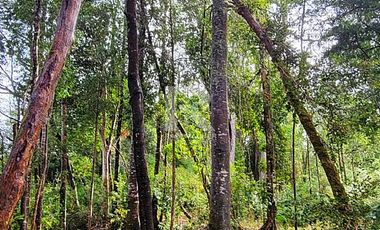 CABAÑA EN PARCELA CON HERMOSO BOSQUE NATIVO EN PUERTO VARAS