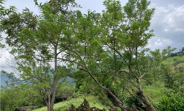 Venta de Lote Para Proyecto Inversión Venecia Antioquia Ubicación