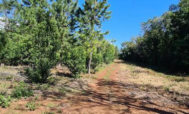 Se vende 29 ha. con 4 ha de Yerba Mate. Gobernador Roca Misiones