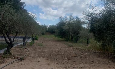 Finca en  9 de Julio