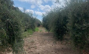 Finca en  9 de Julio