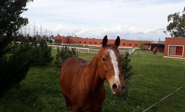 Vente - Casa - Haras El Malacate  Club de Campo - Exaltación de la Cruz