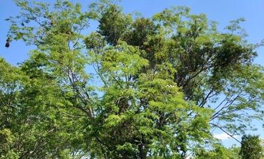 SE VENDE TERRENO EN BACALAR EN ZONA URBANA