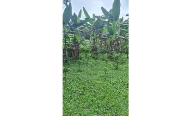 VENDO FINCA DE 4 HECTAREAS Y MEDIA LA UNION