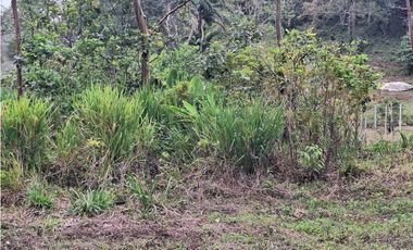 VENDO FINCA DE 4 HECTAREAS Y MEDIA LA UNION