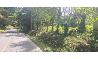VENDO FINCA DE 4 HECTAREAS Y MEDIA LA UNION