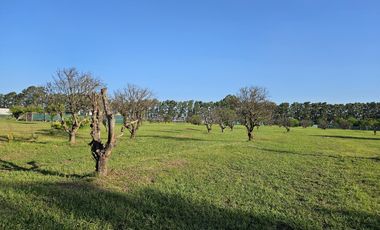 Terreno en  venta Azhares del Parana, Figuera