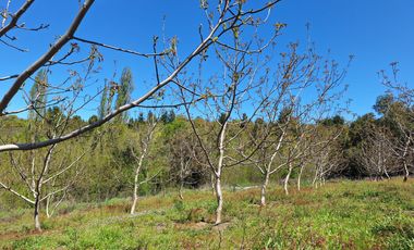 PARCELA AGRICOLA DE 2.9 HECTAREAS