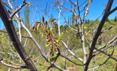 PARCELA AGRICOLA DE 2.9 HECTAREAS