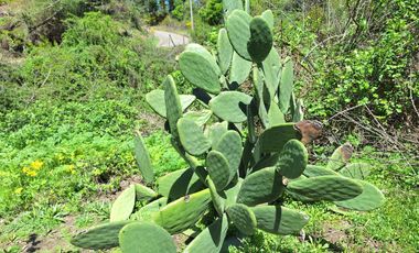 PARCELA AGRICOLA DE 2.9 HECTAREAS