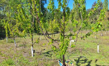PARCELA AGRICOLA DE 2.9 HECTAREAS