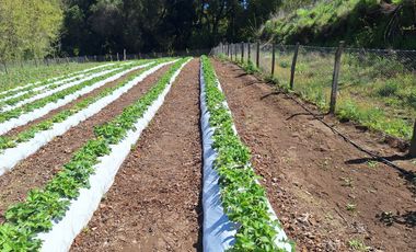 PARCELA AGRICOLA DE 2.9 HECTAREAS