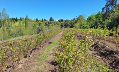 PARCELA AGRICOLA DE 2.9 HECTAREAS