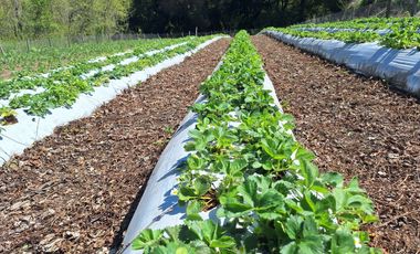 PARCELA AGRICOLA DE 2.9 HECTAREAS