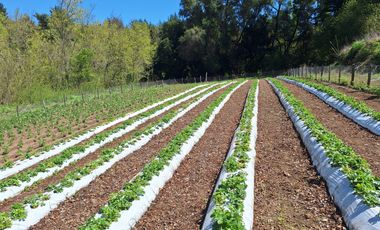 PARCELA AGRICOLA DE 2.9 HECTAREAS
