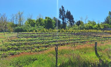 PARCELA AGRICOLA DE 2.9 HECTAREAS