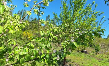 PARCELA AGRICOLA DE 2.9 HECTAREAS