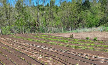 PARCELA AGRICOLA DE 2.9 HECTAREAS