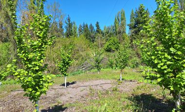PARCELA AGRICOLA DE 2.9 HECTAREAS