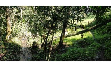 VENDO FINCA DE CINCO HECTAREAS BAJO CHIRIQUI