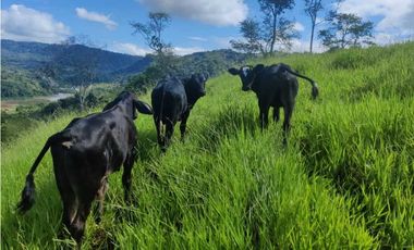 VENDO FINCA DE CINCO HECTAREAS BAJO CHIRIQUI