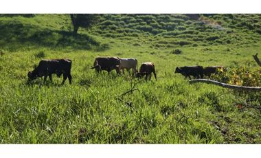 VENDO FINCA DE CINCO HECTAREAS BAJO CHIRIQUI